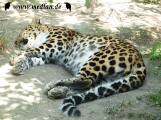 Zoo Leipzig: Leopard